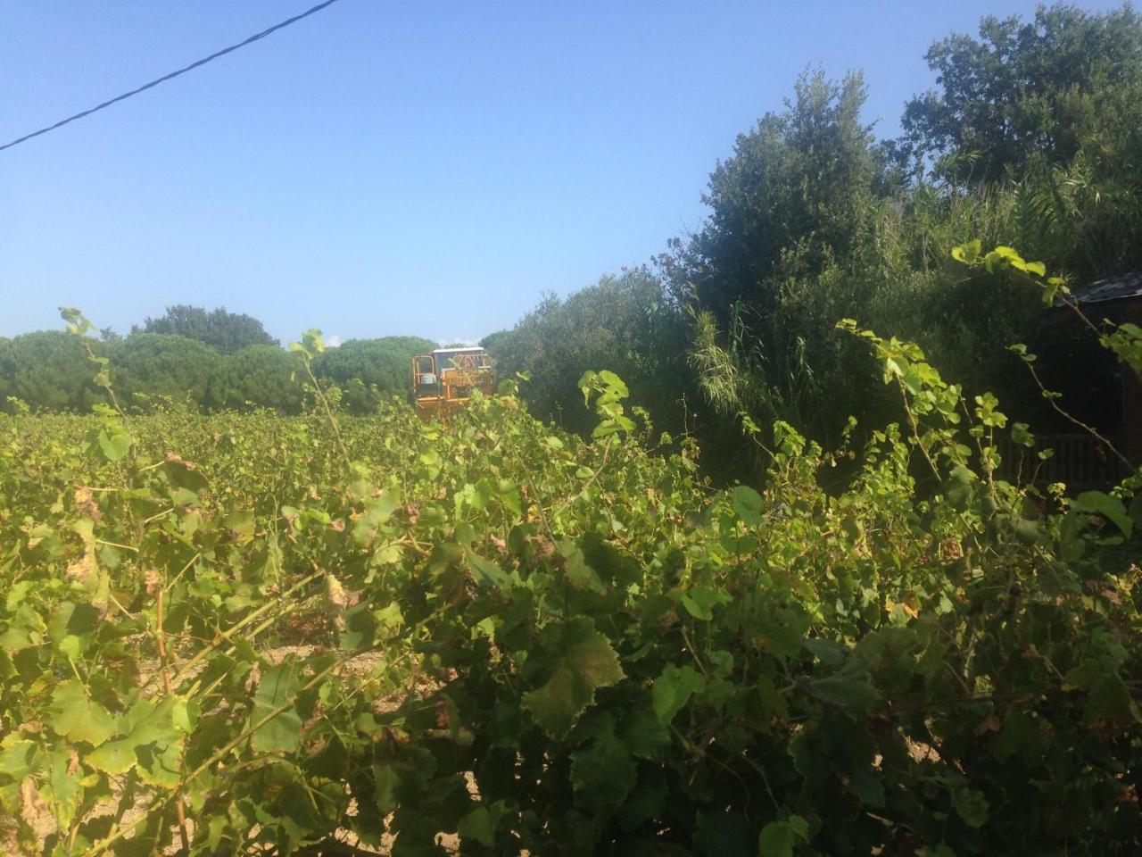 Clos Des Vignes Pampelonne Vineyard Ramatuelle Exterior photo